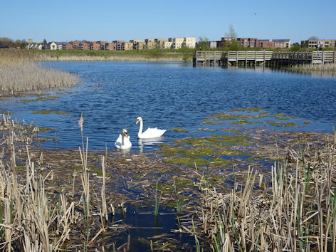 Swans on the pond, Trumpington Meadows Country Park. Photo: Andrew Roberts, 23 April 2021.