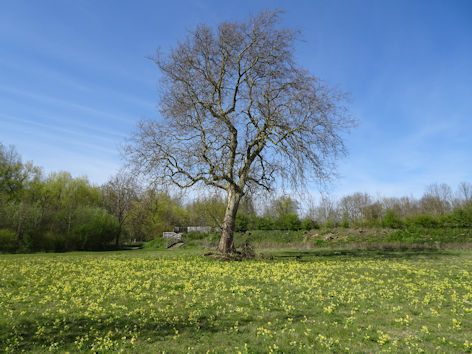 Cowslips, Trumpington Meadows Country Park. Photo: Andrew Roberts, 23 April 2021.